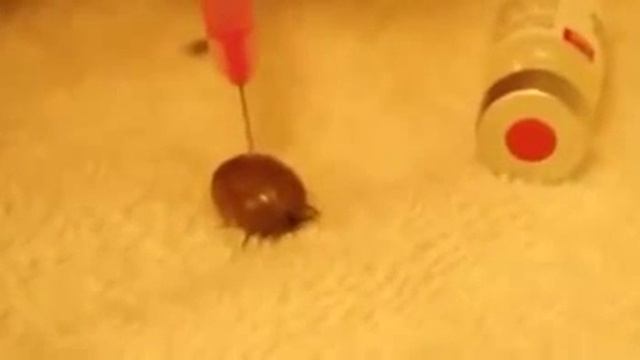 Инъекция перекиси водорода клещу смотреть онлайн