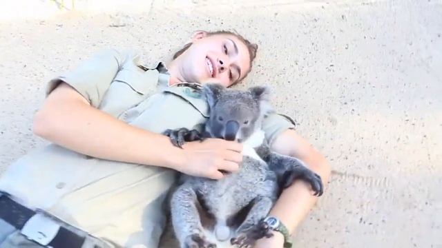Детенышу коалы чешут пузико смотреть онлайн