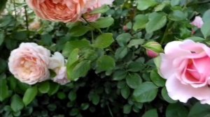 Роза Elizabeth Stuart полная характеристика. Лучшая роза в моем саду.