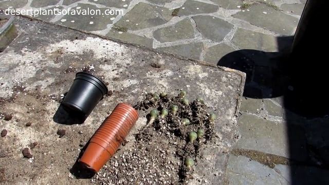 Re potting my Lophophora williamsii cactus Seedlings - The Peyote Cactus смотреть онлайн