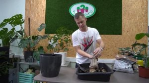 Стрелиция Николай, история растения. Пересадка в кашпо с автополивом в грунт для Стрелиции