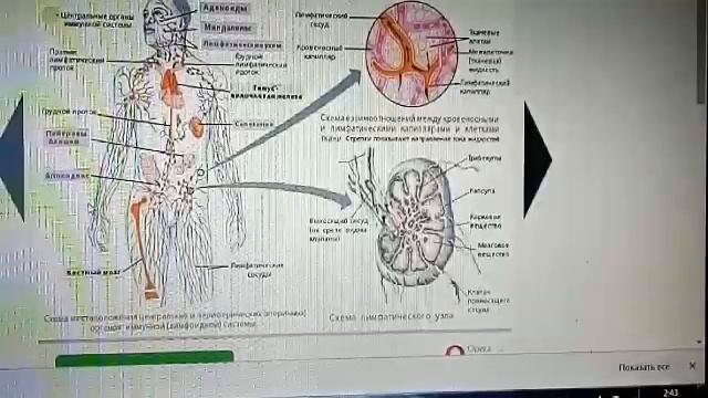 ЧИСТКА ЛИМФЫ.В КАКИХ СЛУЧАЯХ ОНА НЕОБХОДИМА? ВИКТОРИЯ ШЕВЧЕНКО. AUR-ORA. смотреть онлайн