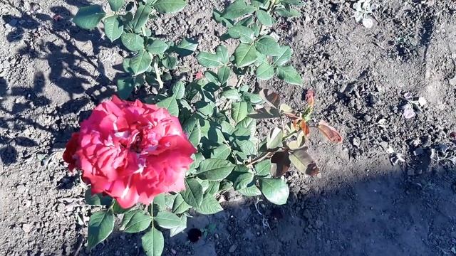 Тля осыпалась сразу После обработки этим раствором. Помогаем розам деревьям и кустарникам. смотреть онлайн