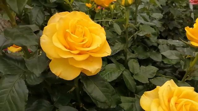 Керио чайно гибридная роза. Мой дом смотреть онлайн