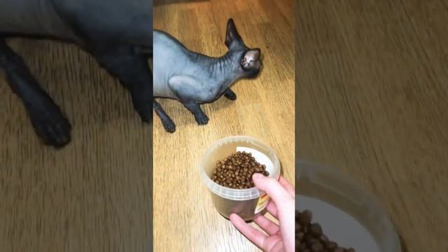 Лысая кошка сфинкс не ест сухой корм смотреть онлайн