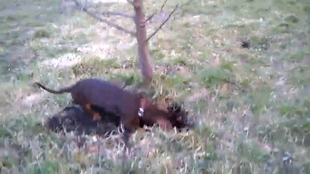 Такса (4 месяца)