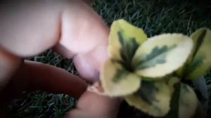 Бересклет (размножение) и зимой и летом одним цветом.