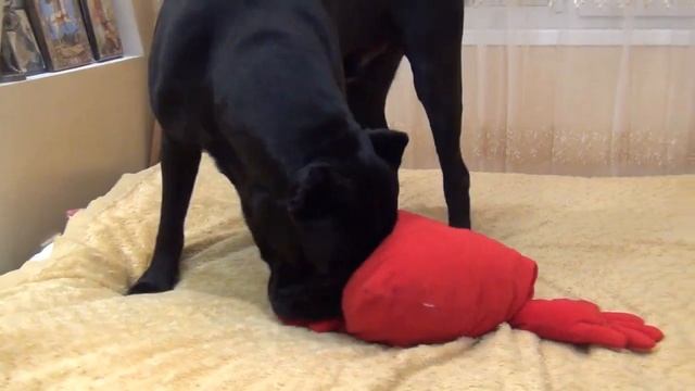 Новая игрушка у собаки Кане Корсо #canecorso смотреть онлайн