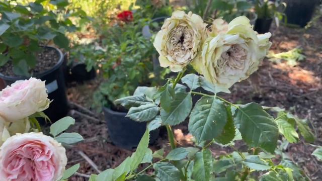 Pompom Veranda (Pashmina) Rose Spring 2023