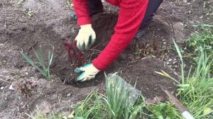 Пересадка пионов весной ? Секрет если не цветут пионы!