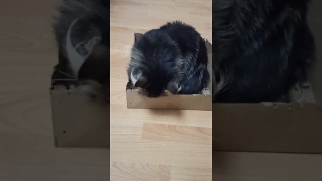 Мейн кун грызёт коробку смотреть онлайн