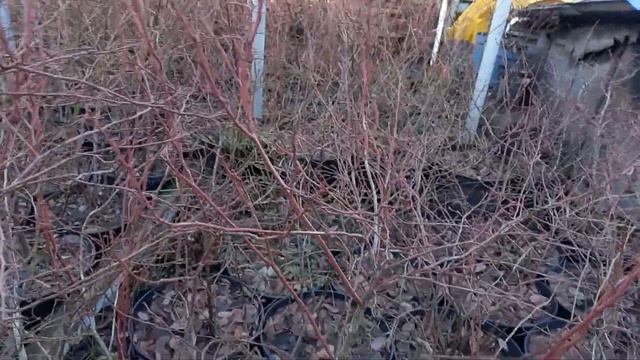 Когда лучше покупать саженцы?