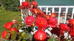 Роза Мидсаммер просто чудо!.mp4