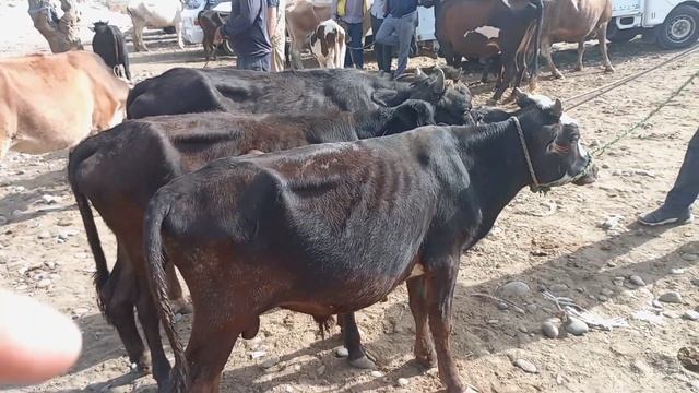 ЧАМАБОЗОРИ ХУЛБУК смотреть онлайн