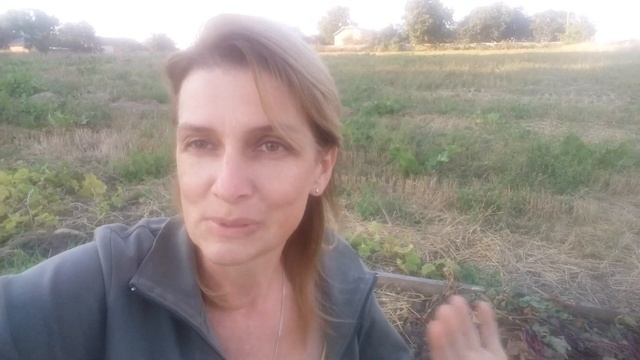 Про урожай красного буряка, экосистемы и сидераты. смотреть онлайн