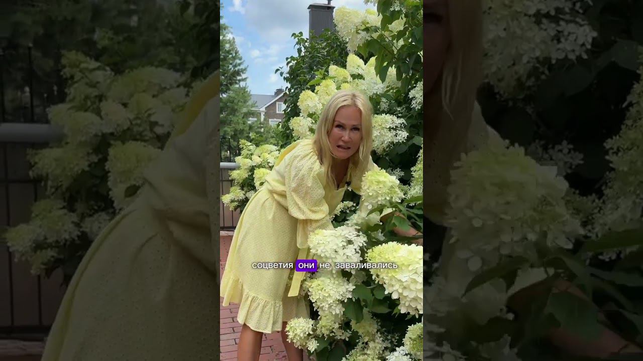 Шапки гортензии смотреть онлайн