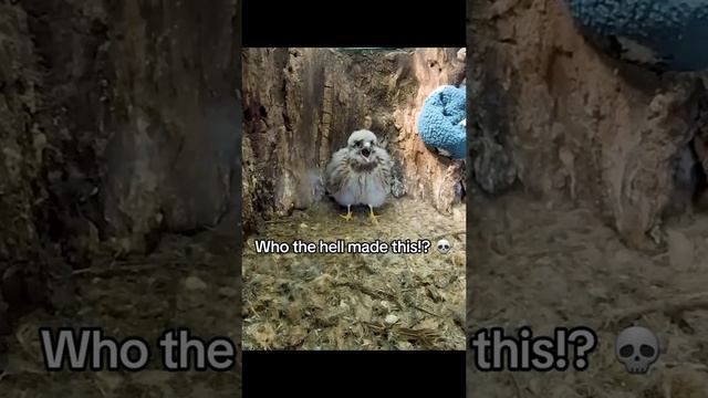 Вот это я понимаю озвучка 😅 смотреть онлайн