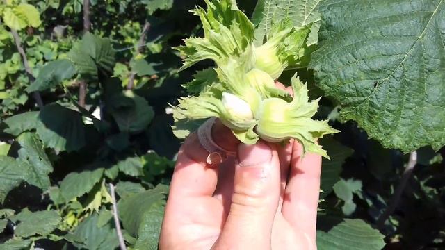 Фундук Трапезунд на шпалере.Бред или стоит подумать? смотреть онлайн