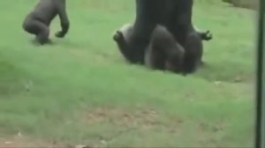 Смешное видео 2014   Спаривание животных сумасшедшее видео Part1