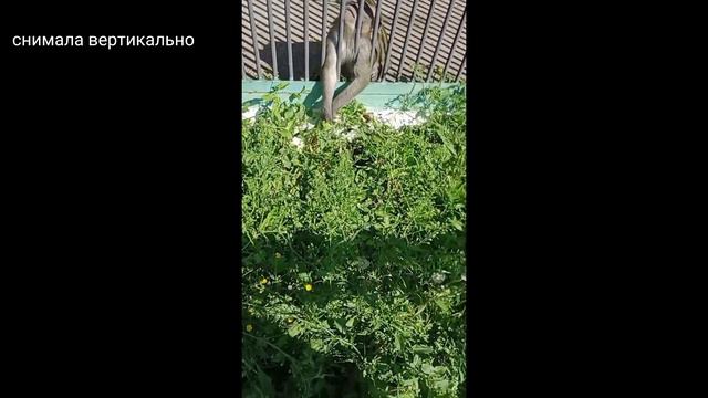 влог//день рождения младшего брата//зоопарк, кфс// Влог Айшвикс 03.05.2023 смотреть онлайн