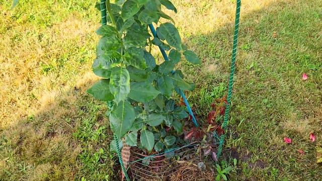 23 июля 2023 г. Новые сорта роз. Цветут розы первого года посадки. смотреть онлайн