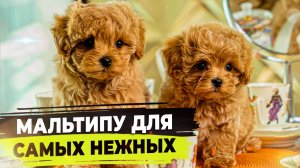 Мальтипу для самых нежных.