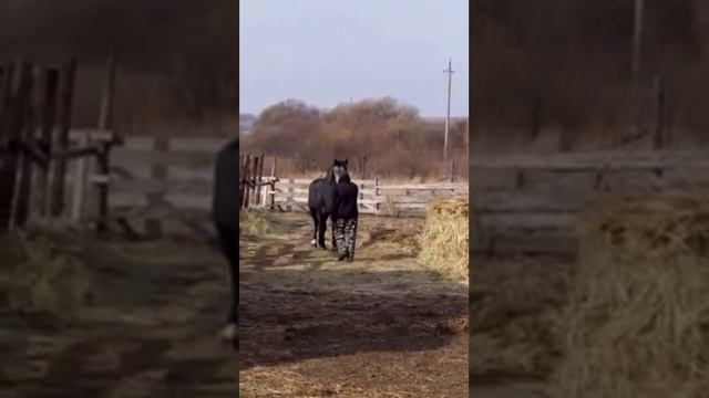 На коне в одном ошейнике! смотреть онлайн