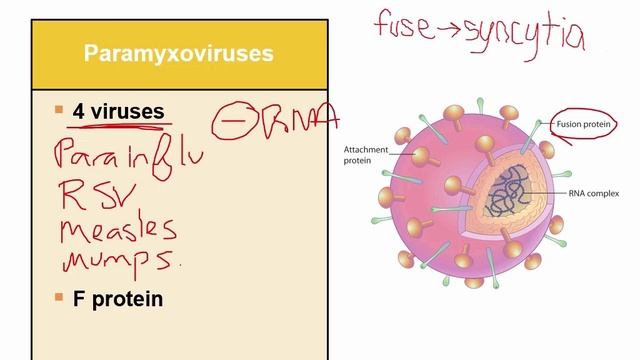 USMLE RX - 7.Микробиология - 7.Вирусология - 22.Парамиксовирусы смотреть онлайн