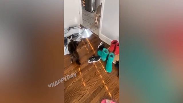 СМЕШНЫЕ-КОШКИ-2022-И-ДРУГИЕ-ЖИВОТНЫЕ-10-_64