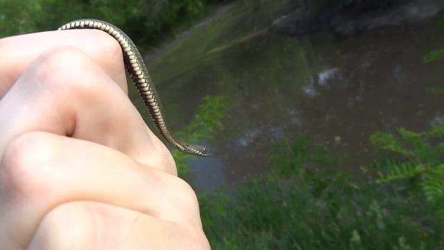 Уж обыкновенный и водяной natrix natrix & natrix tessellata смотреть онлайн