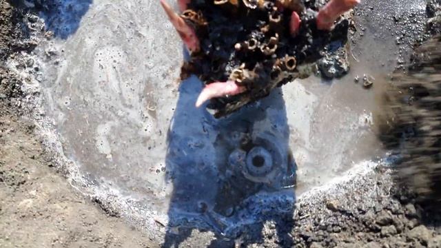 ПЕРЕСАДКА ПИОНОВ ВЕСНОЙ.ДЕЛЕНИЕ КУСТА.