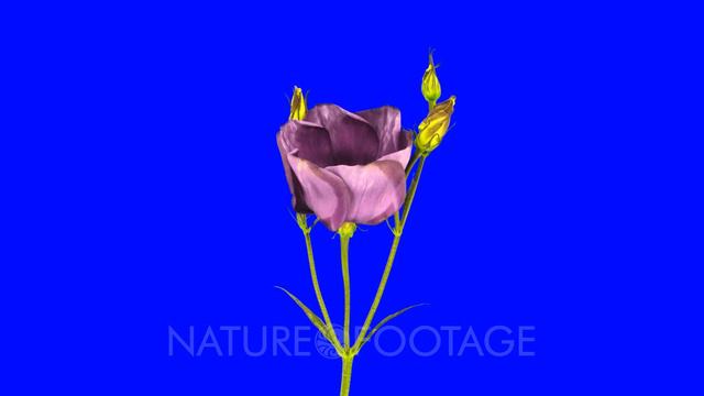 Time-lapse Of Opening And Blooming Eustoma Grandiflorum (Japanese Rose) Flower 3x4b In 4K Animati..