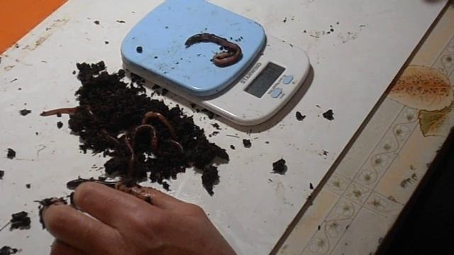 Ещё немного о черве Черный Принц - серия 2. смотреть онлайн