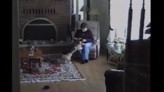Corgis Are Awesome: Compilation смотреть онлайн