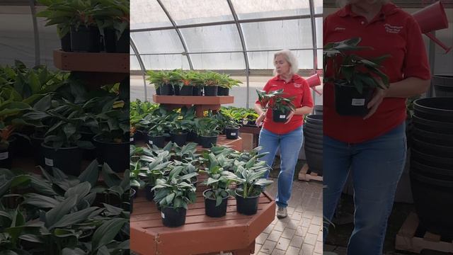 Rhaphidophora Decursiva (Dragons Tail)