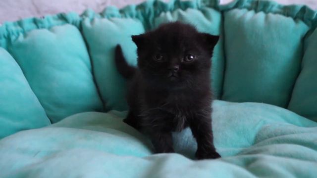 Британский Котёнок MUFFIN Три недели после рождения смотреть онлайн