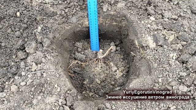 ? Никогда так не делай! Почему за зиму высохли и погибли лозы винограда? Зимнее иссушение ветром. смотреть онлайн