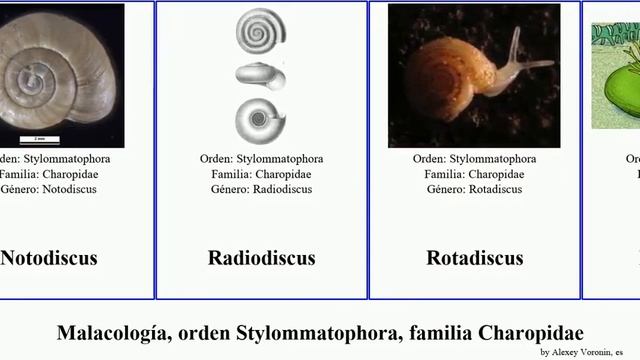 Malacología, orden Stylommatophora, familia Charopidae mollusca Rotadiscus Haugen Fractal Light смотреть онлайн