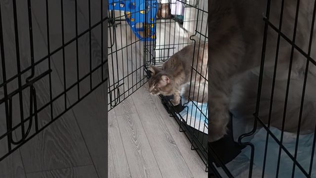 Мейн-кун Зевс охотит подружку))) #животные #cat #kitten #maincoon #кот #котики #коты #котята #мейн смотреть онлайн