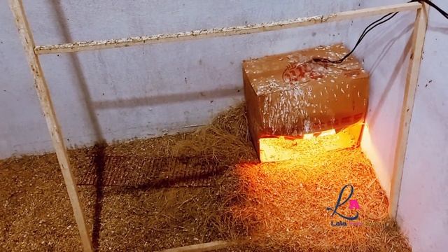 How to Care Java Finch Babies in Winter Season| Second Clutch Breeding Progress At Our Shed смотреть онлайн