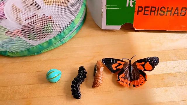 Insect Lore | Butterfly Grow Kit Review 2021 смотреть онлайн