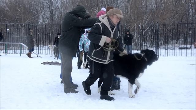 Алабайская игра 