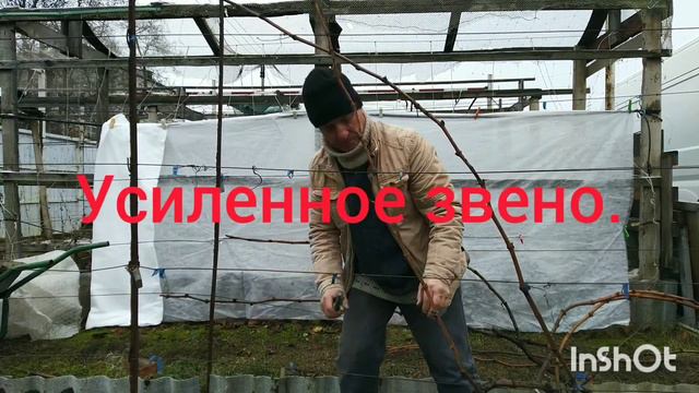 Обрезка 2-х летнего куста к-ш Столетие. смотреть онлайн