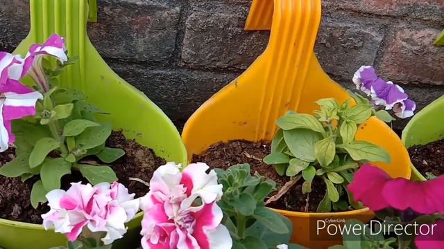 340.How to grow and care petunia winter best flower plant (best caring tips) смотреть онлайн