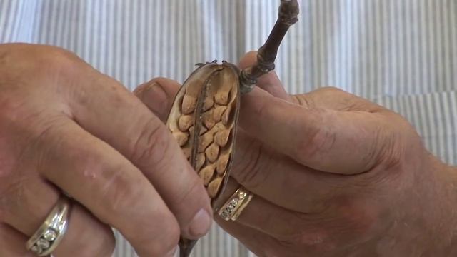 Plumerias 101 : How to Plant a Plumeria With Seeds смотреть онлайн