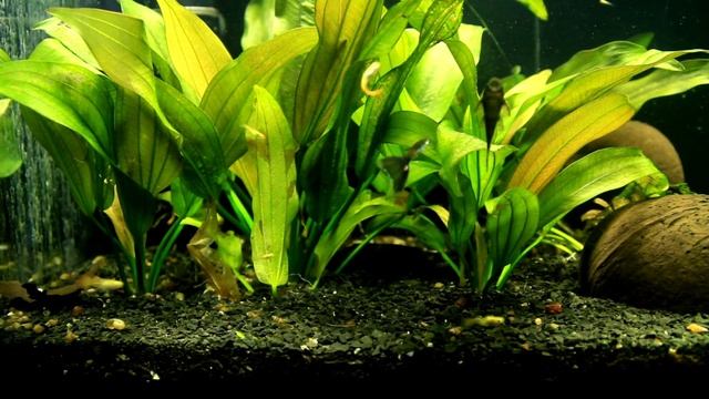 Корневые удобрения для аквариумных растений в таблетках. смотреть онлайн