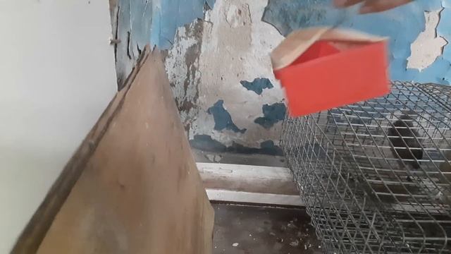 знакомство с перепёлками смотреть онлайн
