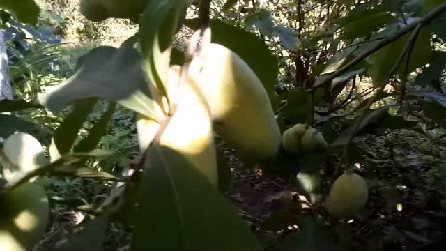 Плоды бананового дерева смотреть онлайн