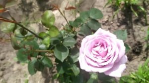 Роза Блю Мун (Blue moon rose)