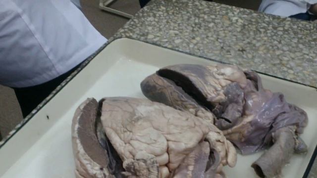 Сердце на примере коровы смотреть онлайн